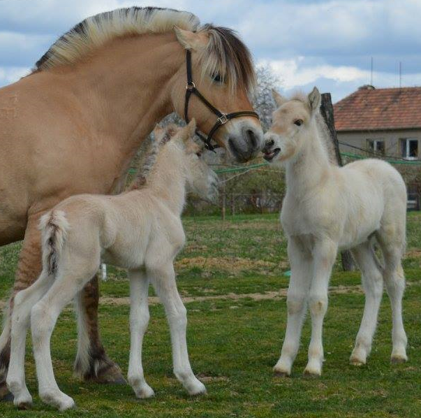 hřebečci Luxus Bifröst a Lagnad Bifröst, oba po Cikaro